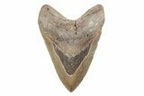 Bargain, Fossil Megalodon Tooth - North Carolina #201925-1